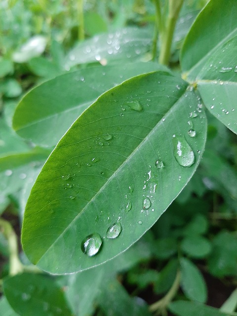Free Green Nature photo and picture