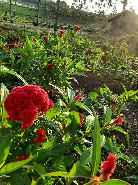 Free Red Nature photo and picture
