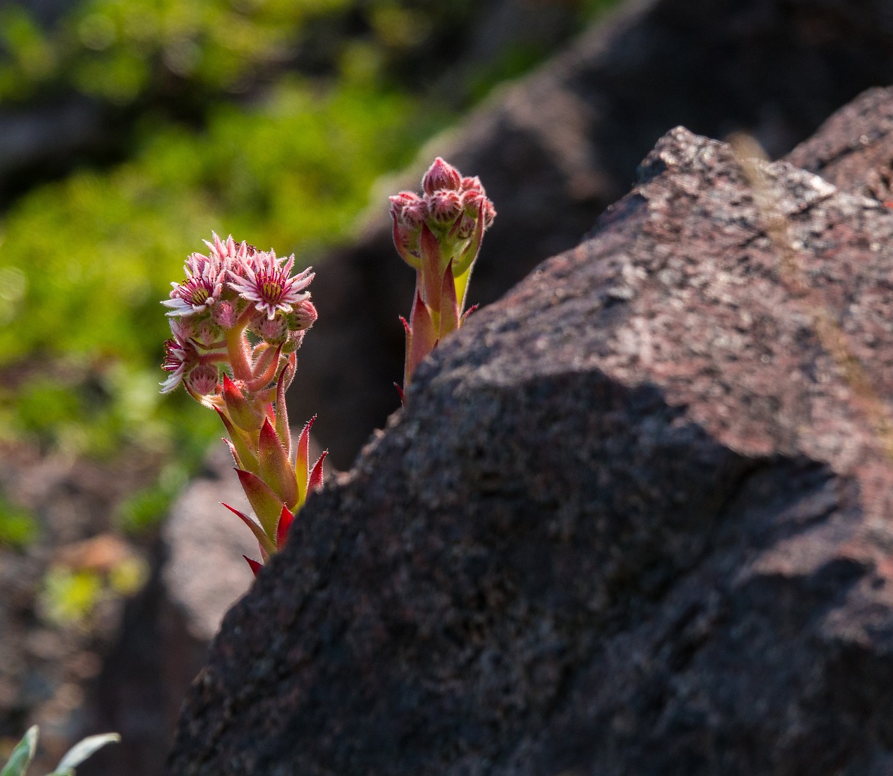 Rock Garden Blossom Bloom - Free photo on Pixabay - Pixabay