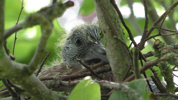 Free Pigeons Ring Dove photo and picture