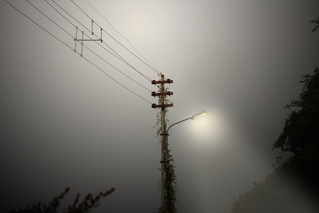 Straße Licht, Neblig, Nebel, Baum