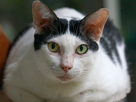 Gato, Bicho De Estimação, Felino, Kitty
