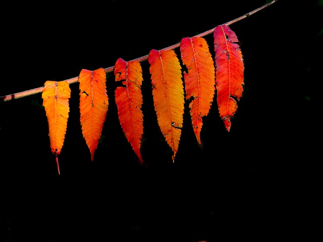 Free Tony Skerl Autumn photo and picture