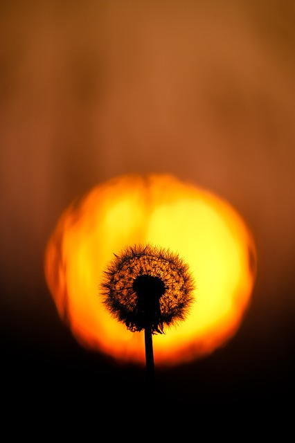 Free Dandelion Flower photo and picture