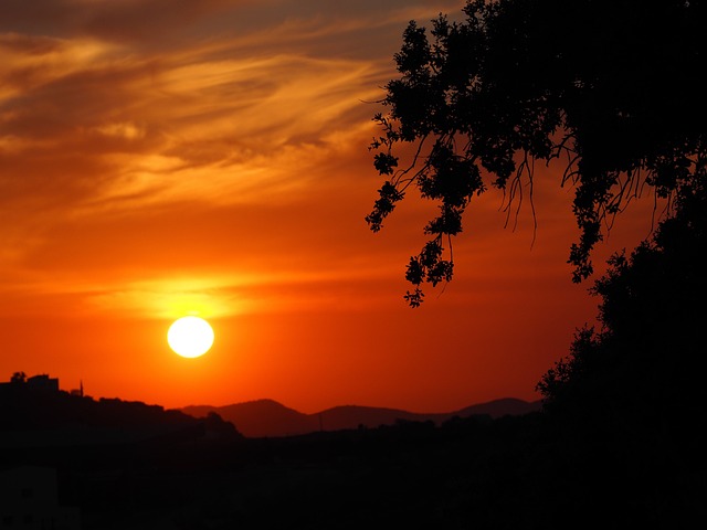 Free Sunset Tree In Silhouette photo and picture