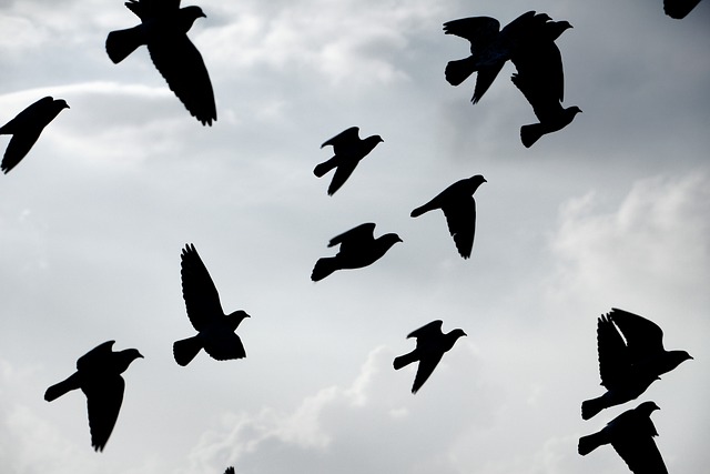 Free Flying Birds Birds photo and picture