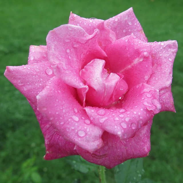 Flor, Chuva, Natureza, Bloom, Molhado