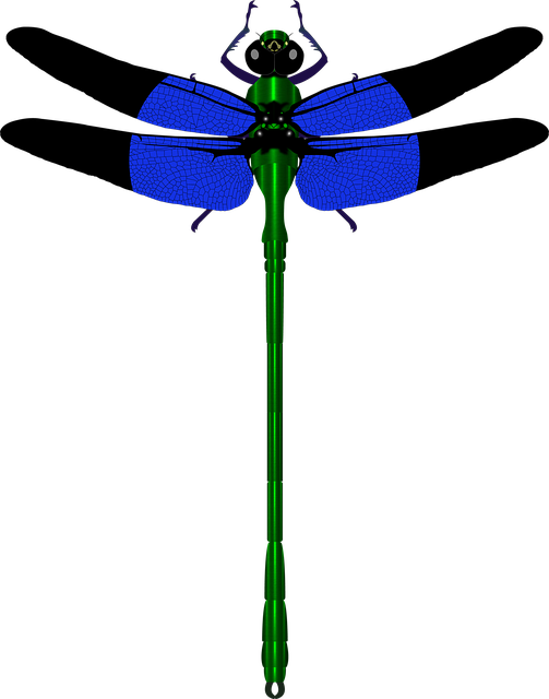 Libelle, Natur, Insekt, Flügel, Blau