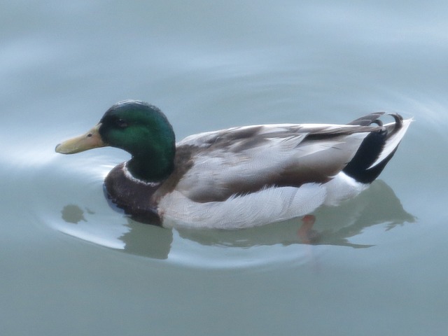 Pato, Agua, Natureza