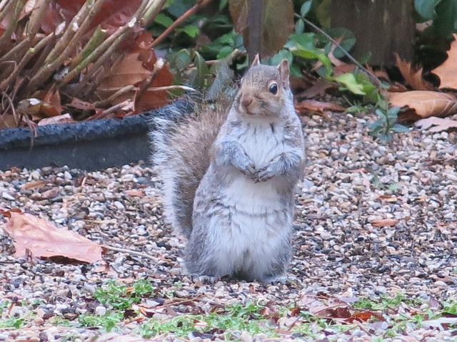 Esquilo, Barriga, Curiosos, Natureza