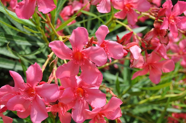 Free Flowers Red photo and picture