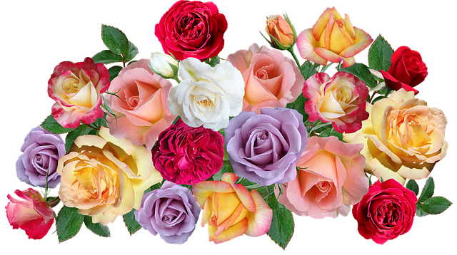 Blumen, Rosen, Anordnung, Natur