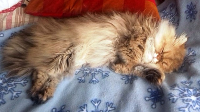 Free Cat Kitten photo and picture