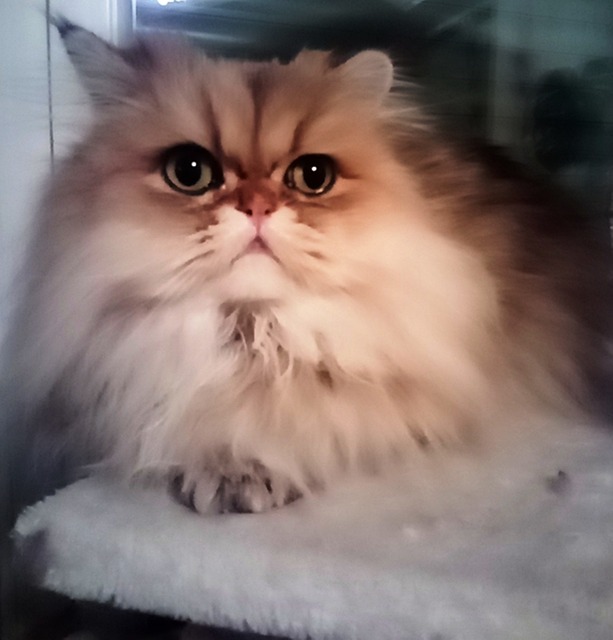 Free Cat Kitten photo and picture