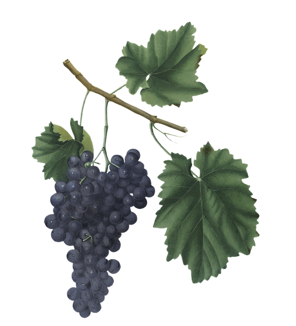 Free grapes wine fruit illustration
