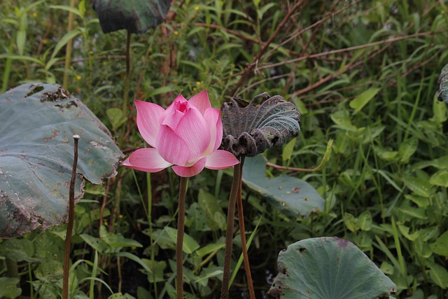 Blomst, Kronblade, Stilk, Planter