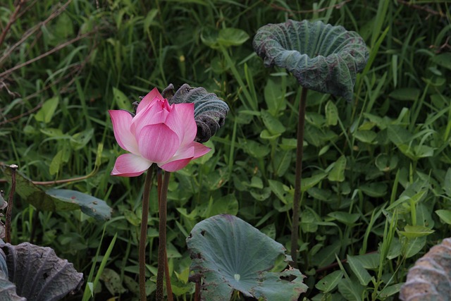 Lotus, Smukke Blomster, Natur, Blomst