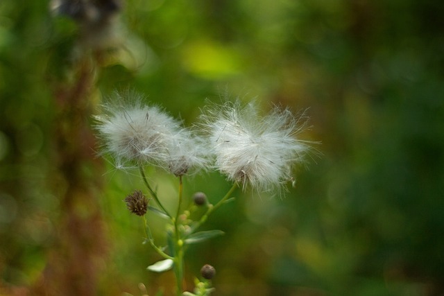 Păpădie, Flori, Petale, Frunze, Natura
