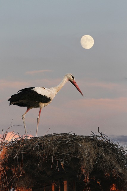 Free Stork Bird photo and picture