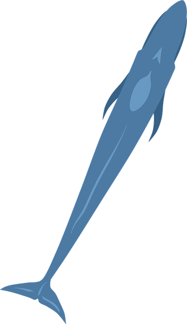 Free blue whale whale ocean vector