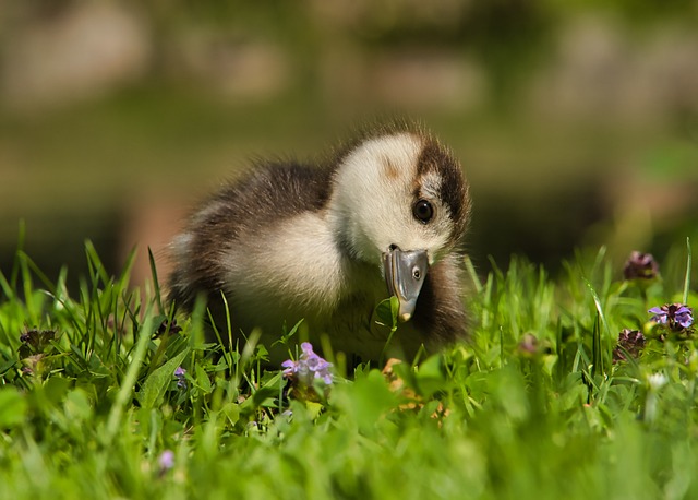 Caneton Oiseau Jeune Le Photo Gratuite Sur Pixabay Pixabay Caneton Oiseau Jeune Le Photo Gratuite Sur Pixabay Pixabay
