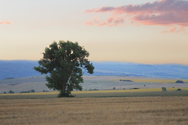 Free Tree Sunset photo and picture