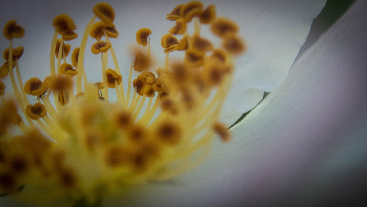 Closeup Flower Free photo on Pixabay Pixabay