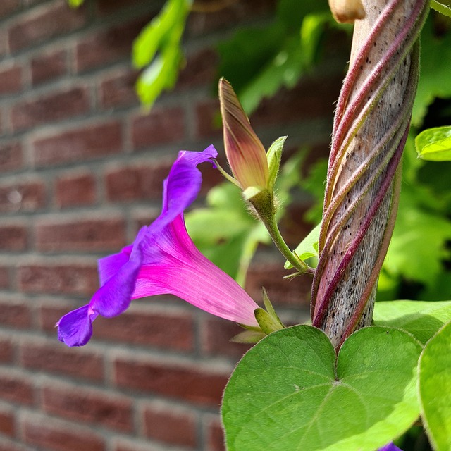 Flori, Violet, Ipomea, Ipomoea