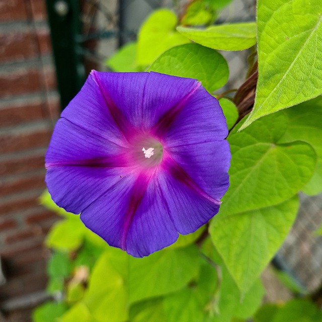 Floare, Petale, Frunze, Violet, Ipomea