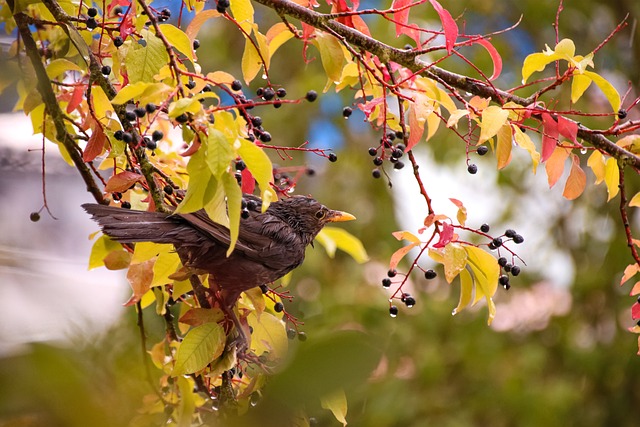 Free Bird Songbird photo and picture