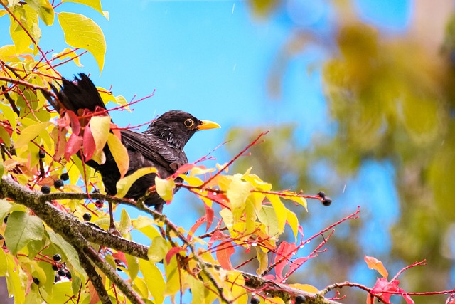 Free Bird Songbird photo and picture