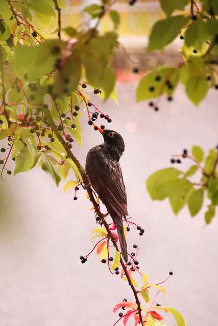 Free Bird Songbird photo and picture