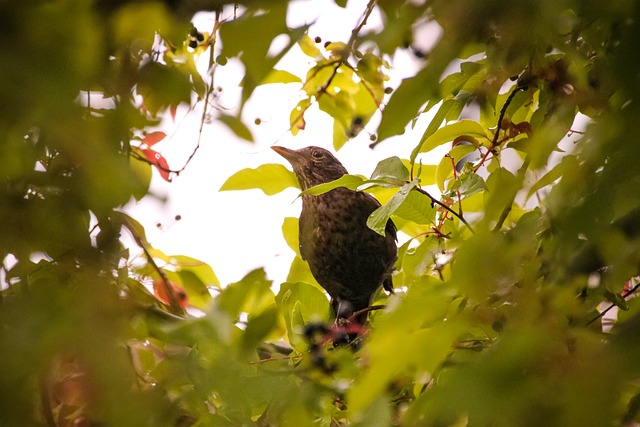 Free Bird Songbird photo and picture