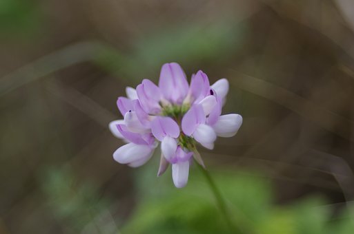 Coronilla, Květ, Růžový, Faboidea