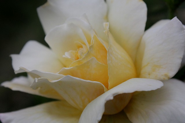 Free Rose Flower Background photo and picture