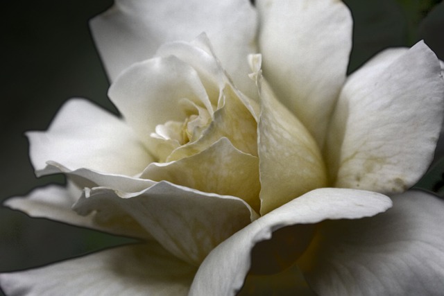 Free Rose Flower photo and picture