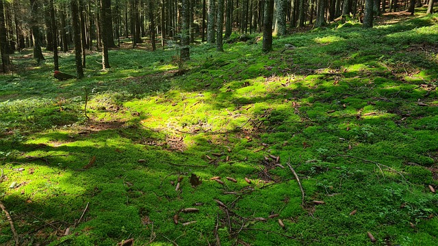 Musgo, Floresta, Chão Da Floresta