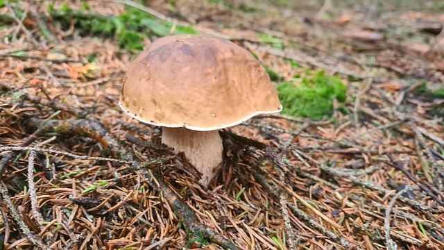 Cogumelo, Floresta, Natureza, Plantar