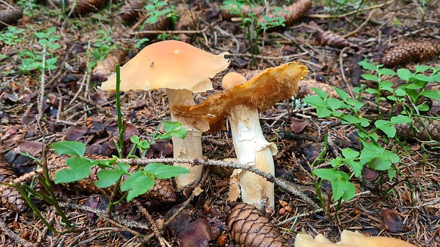 Cogumelo, Toque, Floresta, Natureza