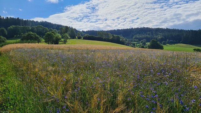 Milharal, Agricultura, Grão, Arvenses