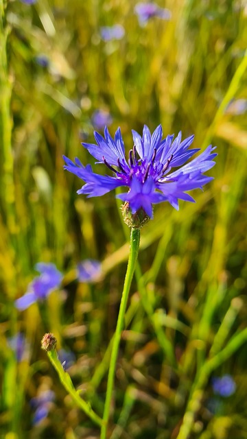 Flor, Pétalas, Flores Bonitas, Botões