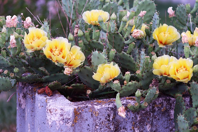 Flower Succulent Cactus Yellow - Free photo on Pixabay - Pixabay