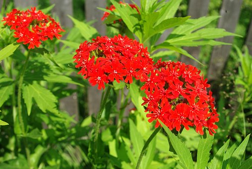Blumen, Rot, Biologie, Botanica, Flora
