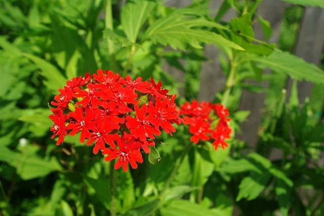 Fleurs Rouges Populaires Fleurs Rouge Magnifique La - Photo gratuite sur Pixabay - Pixabay