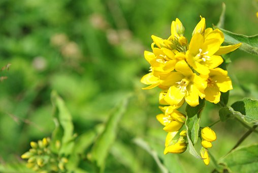 Blume, Gelb, Gras, Grünen, Biologie