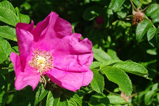 Blume, Rosa, Gras, Grünen, Biologie