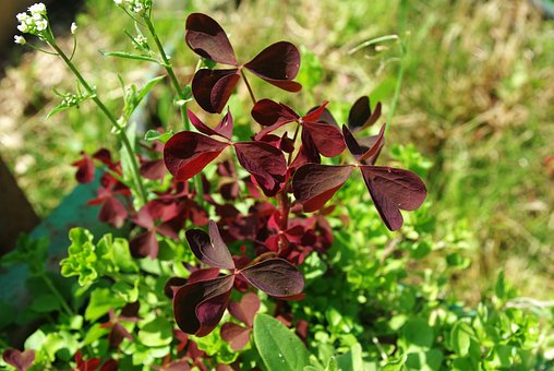 Biologie, Blumen, Schöne, Botanica
