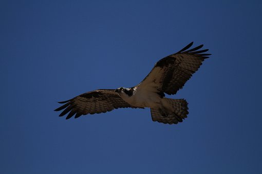 Free Bird Hawk photo and picture