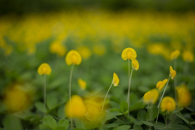 Free Flowers Petals photo and picture