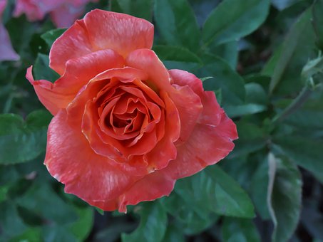 Blomst, Rose, Kronblade, Flora, Have